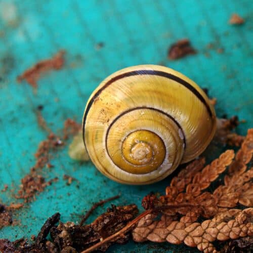 snail-g5abb1e5f5_1920
