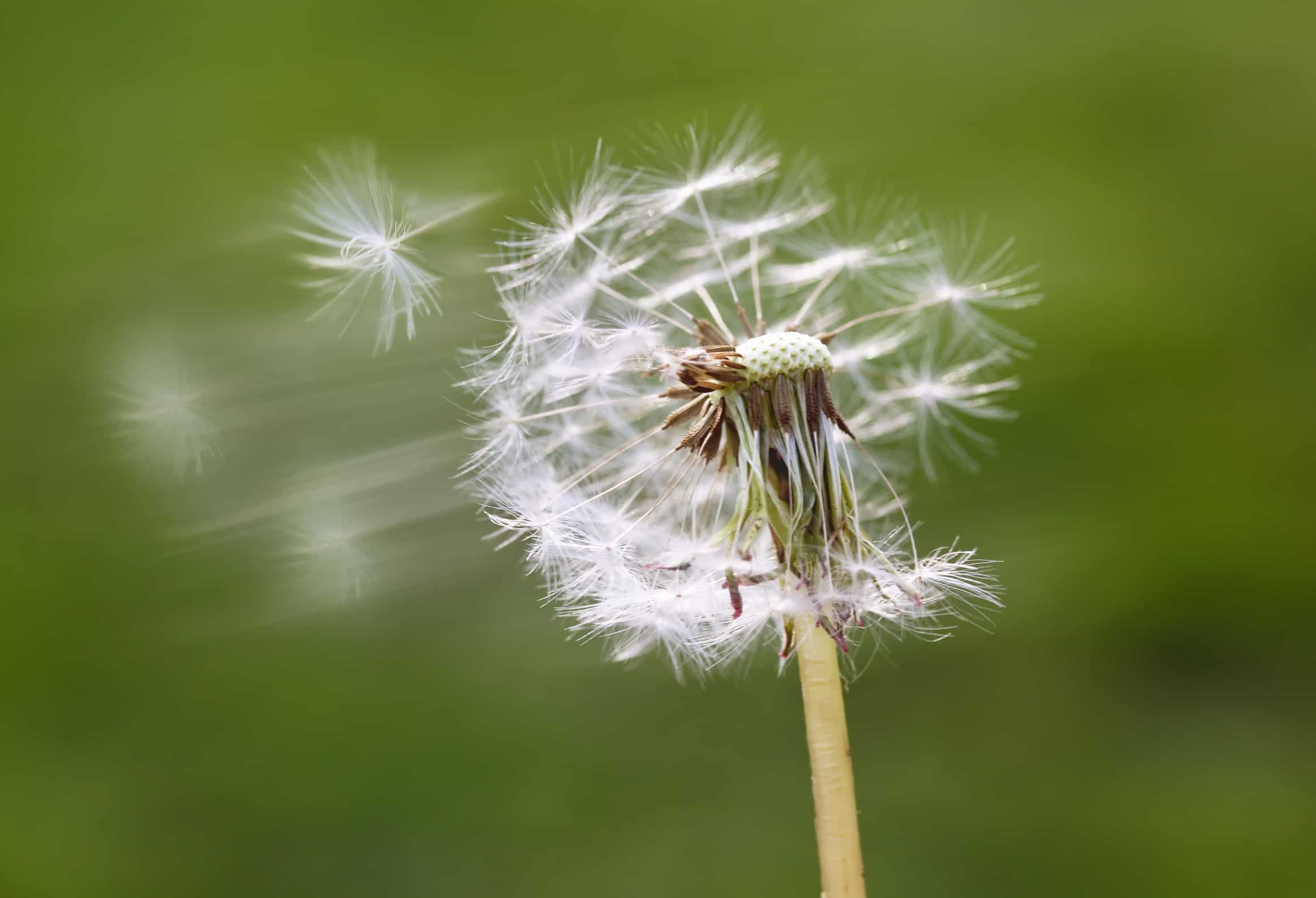 fluffy dandelions seeds flying with down wind